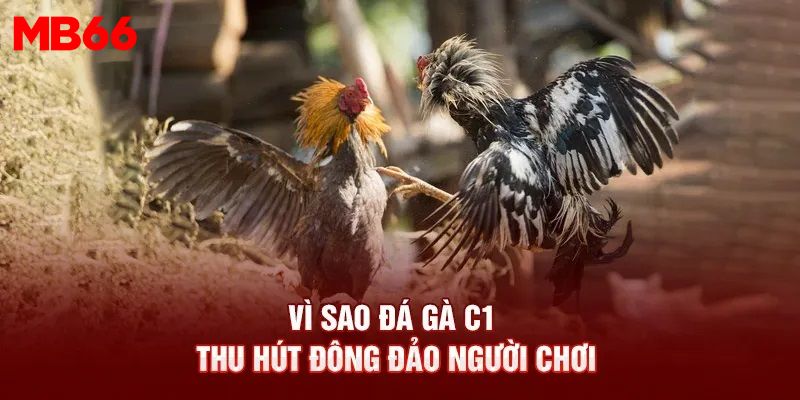 Lý do khiến cho đá gà C1 thu hút đông đảo cược thủ